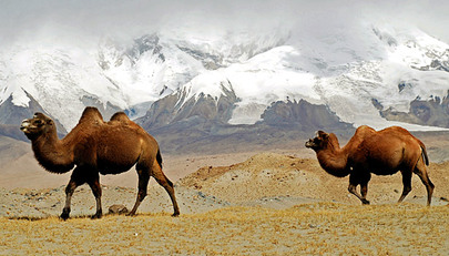 Camels meander across the bleak landscape near Karakul Lake, with the Pamir Mountains looming in the background. The area is reached by the Karakorum Highway, the world's highest paved international road, which links China with Pakistan. 
